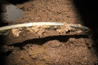 Yunanistan, Attica ve zeytin ezmesi zeytinyağı fabrikasındaki ekstra bakire zeytinyağı çıkarma sürecinde malaxation tankında.