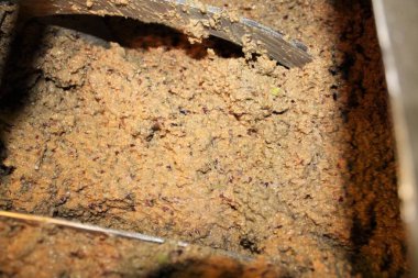 Yunanistan, Attica ve zeytin ezmesi zeytinyağı fabrikasındaki ekstra bakire zeytinyağı çıkarma sürecinde malaxation tankında.