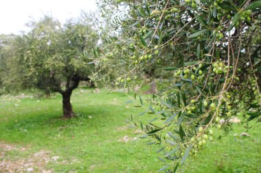 Messinia, Moreloponnese, Yunanistan 'da zeytin ağacında Koroneiki zeytin.