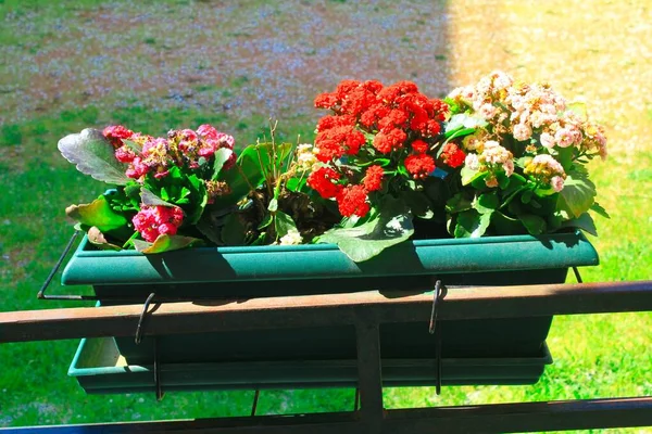 Flower Planter Athens Greece — Stock Photo, Image