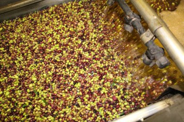 Cleaning olives with fresh water in olive oil mill during extra virgin olive oil production process in Attica, Greece. clipart