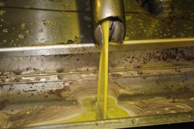 Yunanistan 'daki zeytinyağı fabrikasında ekstra bakire zeytin yağı çıkarma işlemi.