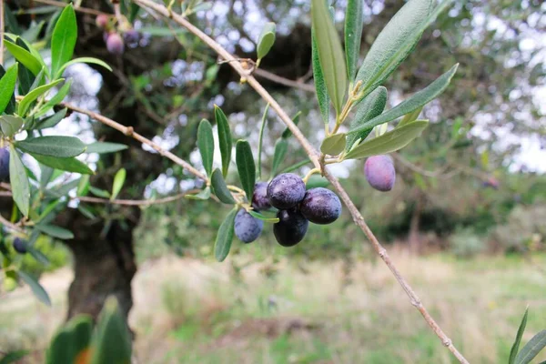 Koroneiki Olives Olive Tree Messinia Peloponnese Greece — Stock Photo, Image