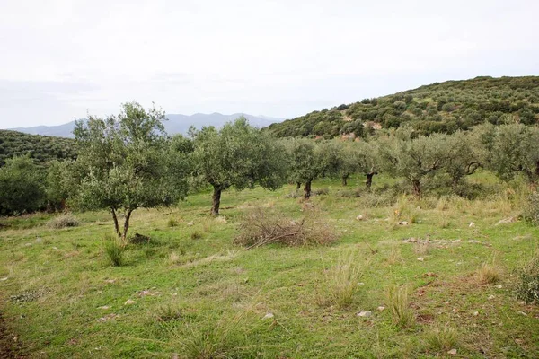 Agronegócio Messinia Grecia — Fotografia de Stock