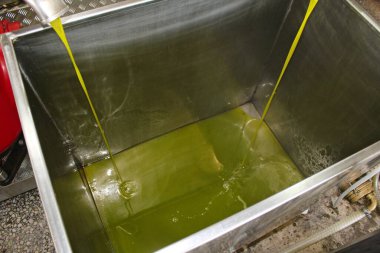 Yunanistan 'daki zeytinyağı fabrikasında ekstra bakire zeytin yağı çıkarma işlemi.
