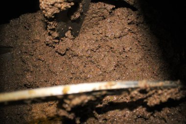 Yunanistan, Attica ve zeytin ezmesi zeytinyağı fabrikasındaki ekstra bakire zeytinyağı çıkarma sürecinde malaxation tankında.