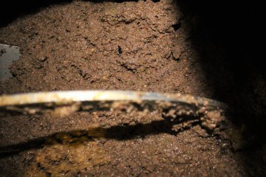 Yunanistan, Attica ve zeytin ezmesi zeytinyağı fabrikasındaki ekstra bakire zeytinyağı çıkarma sürecinde malaxation tankında.