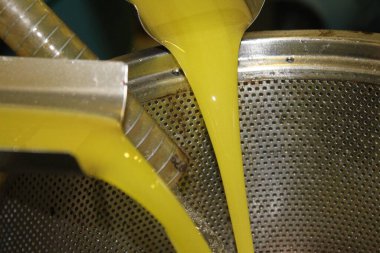 Yunanistan 'daki zeytinyağı fabrikasında ekstra bakire zeytin yağı çıkarma işlemi.