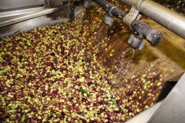 Yunanistan 'ın Attica kentindeki ekstra bakire zeytinyağı üretim süreci sırasında zeytin yağı fabrikasında taze suyla zeytin temizlemek.