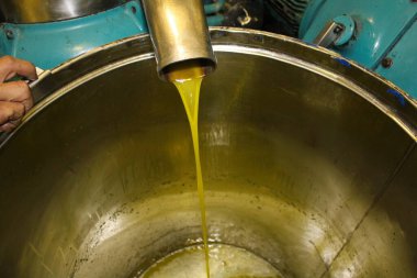 Yunanistan 'daki zeytinyağı fabrikasında ekstra bakire zeytin yağı çıkarma işlemi.