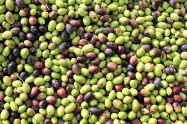 Yunanistan 'da zeytinyağı değirmeninde toplanan zeytinler.