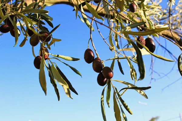 Yunanistan Attica Zeytin Dalı Uzattı — Stok fotoğraf