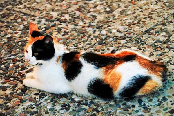 Aranyos Macska Közelről Skiathos Sziget Görögország — Stock Fotó