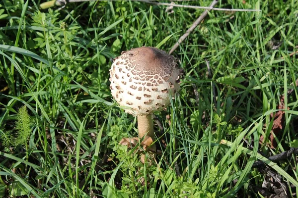 Funghi Delle Foreste Nel Peloponneso Grecia — Foto Stock