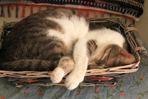 Roztomilý Kočka Spí Košíku — Stock fotografie