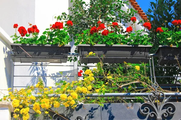 Jardinières Fleurs Dans Jardin Une Maison Athènes Grèce Mars 2020 — Photo