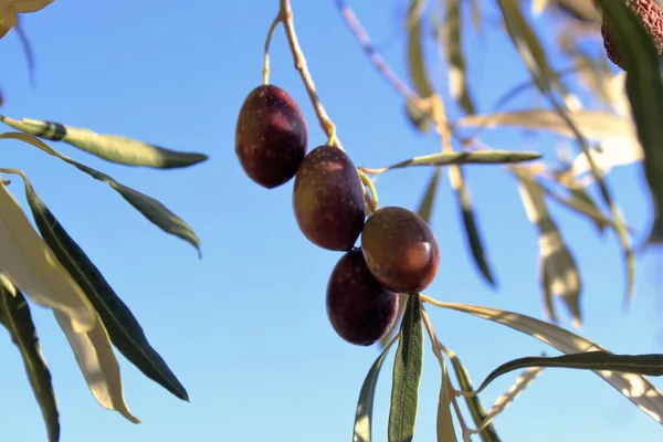 Grecia Attica Olive Ramo Ulivo — Foto Stock