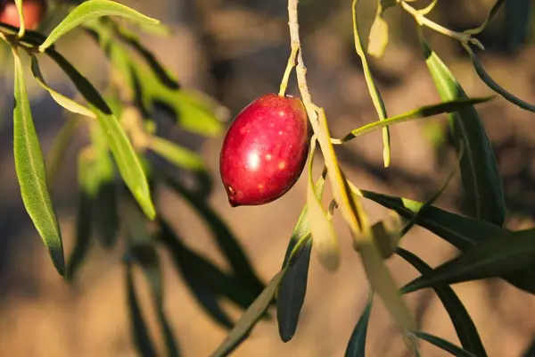 Yunanistan Attica Zeytin Dalı Uzattı — Stok fotoğraf