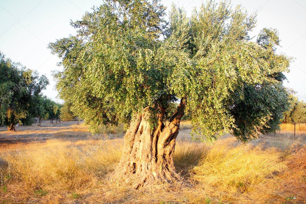 Olive tree, olive grove in Attica, Greece.