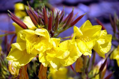 Yunanistan 'ın kuzeybatısındaki Zagoria köylerinden biri olan Vitsa köyündeki çiçekler.