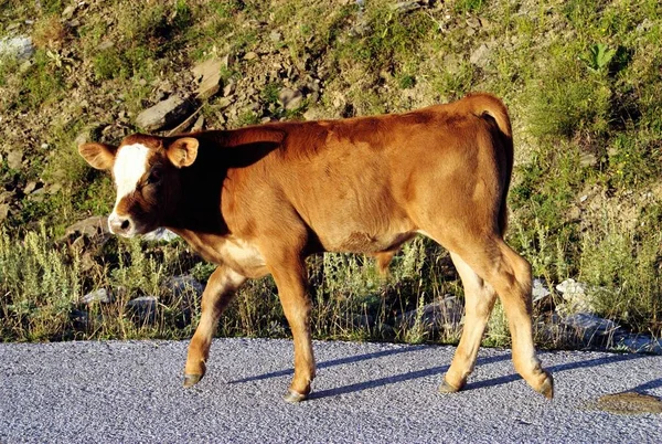 A young cow at Vradeto village, one of the 45 villages known as Zagoria or Zagorochoria in Epirus region of southwestern Greece.