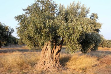 Yunanistan 'da Attica koruluğunda zeytin ağacı.