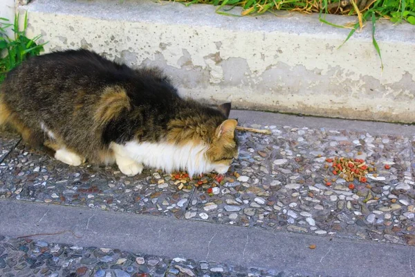 Zbloudilé Kočky Jedí Suchou Kočičí Potravu Venku — Stock fotografie