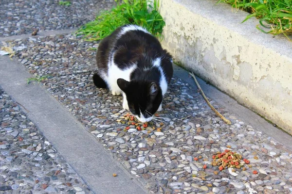 Zbloudilé Kočky Jedí Suchou Kočičí Potravu Venku — Stock fotografie