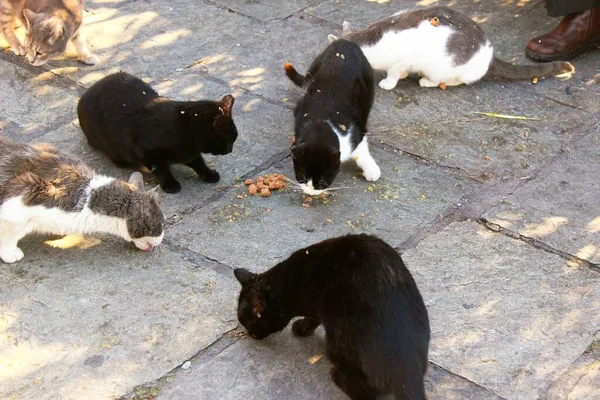 Stray cats eating cat food outside