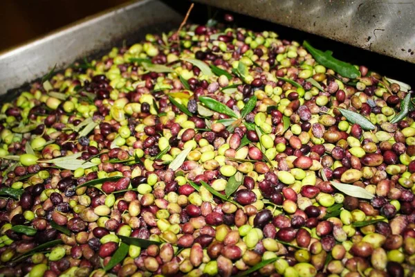 Limpieza Aceitunas Con Agua Dulce Molino Aceite Oliva Durante Proceso — Foto de Stock