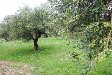 Messinia, Moreloponnese, Yunanistan 'da zeytin ağacında Koroneiki zeytin.