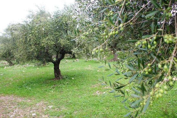Messinia, Moreloponnese, Yunanistan 'da zeytin ağacında Koroneiki zeytin.