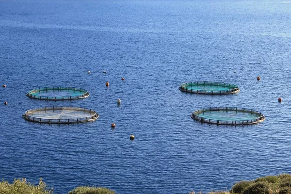 Vattenbruksanläggning Fiskodling Med Flytande Cirkelburar Runt Attikabukten Grekland — Stockfoto