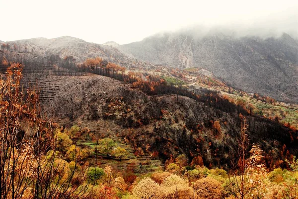 Vue Forêt Pins Brûlés Automne Laconie Grèce — Photo