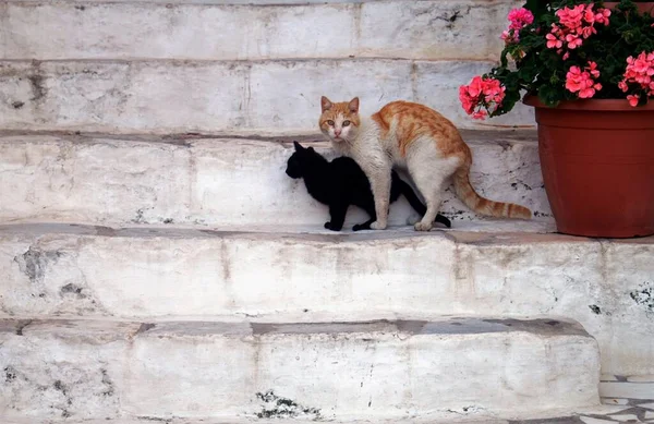 Ελλάδα Σύρος Δύο Γάτες Μια Σκάλα Στην Πόλη Της Ερμούπολης — Φωτογραφία Αρχείου