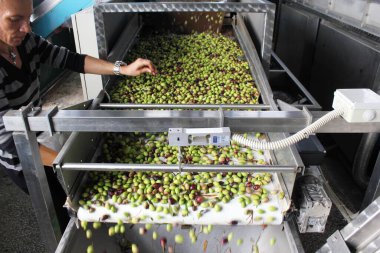 Yunanistan 'ın Attica kentindeki Attica kentinde, ekstra bakire zeytinyağı üretim süreci sırasında zeytin yağı fabrikasındaki zeytin yapraklarının çıkarılması.