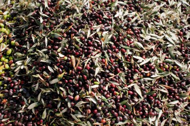 Yunanistan 'ın Attica kentindeki Attica kentinde zeytinyağı fabrikasında kamyondan boşaltılan zeytinlikler toplandı..