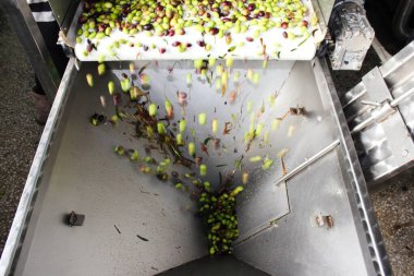 Yunanistan 'ın Attica kentinde, Atina' nın kenar mahallelerindeki ekstra bakire zeytinyağı üretim süreci sırasında zeytin yağı değirmeninde taze suyla zeytin temizlemek.