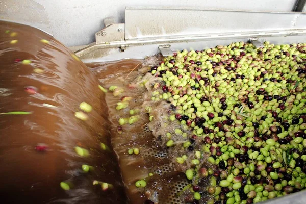 Cleaning olives with fresh water in olive oil mill during extra virgin olive oil production process in the outskirts of Athens in Attica, Greece.