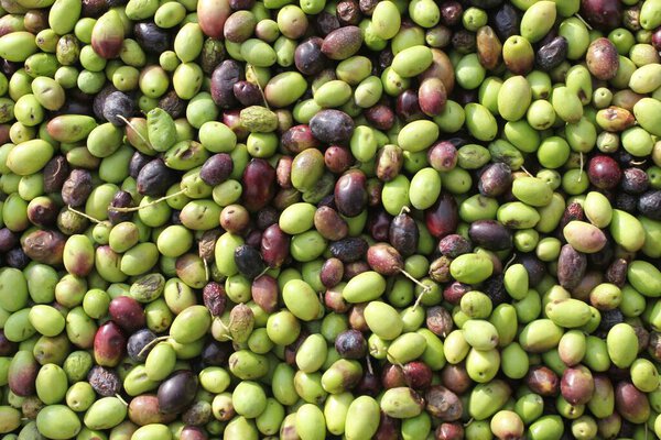Harvested olives unloaded from truck to press hopper in olive oil mill in the outskirts of Athens in Attica, Greece.