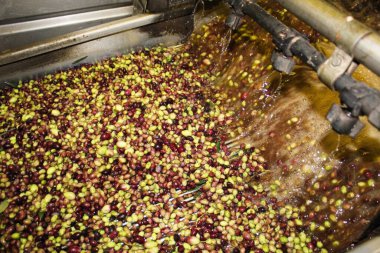 Yunanistan 'ın Attica kentinde, Atina' nın kenar mahallelerindeki ekstra bakire zeytinyağı üretim süreci sırasında zeytin yağı değirmeninde temiz suyla zeytin yıkamak.