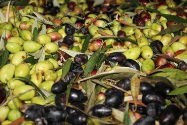 Yunanistan 'ın Attica kentindeki Attica kentinde zeytinyağı fabrikasında kamyondan boşaltılan zeytinlikler toplandı..