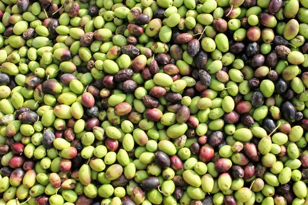 Aceitunas Cosechadas Descargadas Del Camión Tolva Prensa Molino Aceite Oliva — Foto de Stock