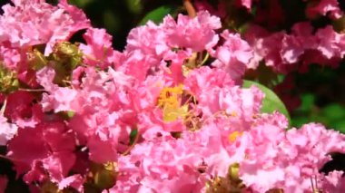 Güneşte pembe çiçekler