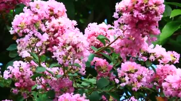 太陽の下でピンクの花 — ストック動画
