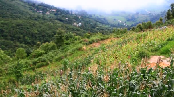 Riz Champs Maïs Dans Les Régions Montagneuses Vietnam — Video
