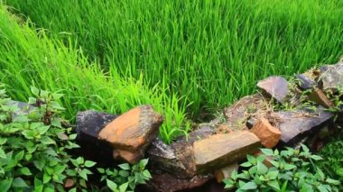 Vietnam 'ın dağlık bölgelerindeki pirinç ve mısır tarlaları