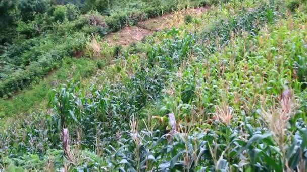 Pola Ryżowe Kukurydziane Górzystych Regionach Wietnamu — Wideo stockowe