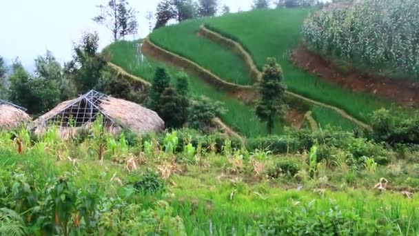 Rijst Maïsvelden Bergachtige Gebieden Van Vietnam — Stockvideo