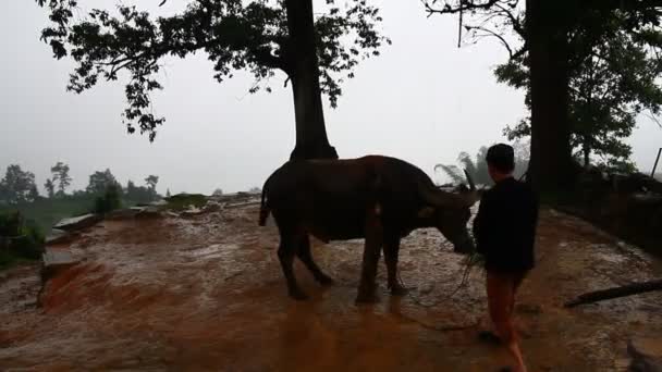 Festival Eat Buffalo Meat Vietnam — Stock Video